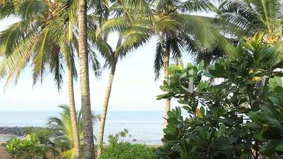 sea and coconut palm