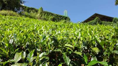 Tea plantation in Nuwara Eliya,Ceylon.