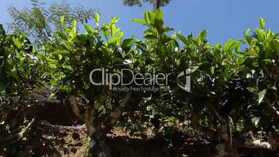 Tea plantation in Nuwara Eliya,Ceylon.