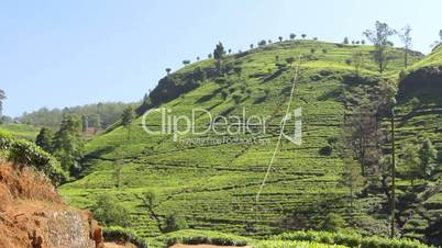 Tea plantation in Nuwara Eliya,Ceylon.