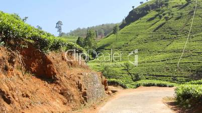 Tea plantation in Nuwara Eliya,Ceylon.