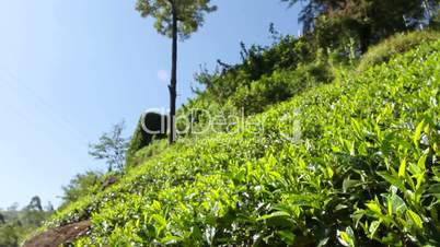 Tea plantation in Nuwara Eliya,Ceylon.