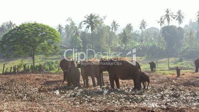 Group Of Elephants.
