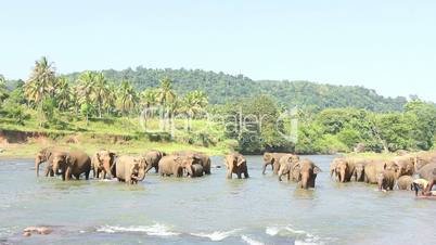 Elephants playing in the water.