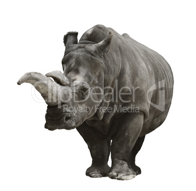 Rhinoceros On White Background