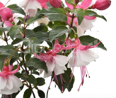 Pink And White Fuchsia