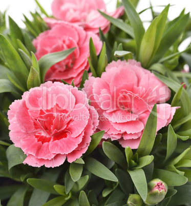 Pink Carnations