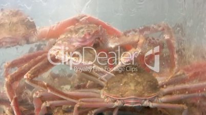 Crabs in an aquarium