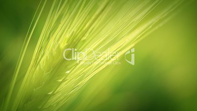 The green wheat spica. Close-up