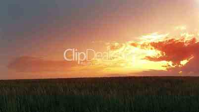 Sunset over wheat field. Timelapse
