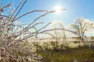 icy briar branches in the sunlight