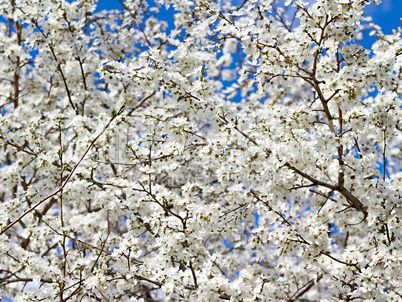 branches of cherry blossoms