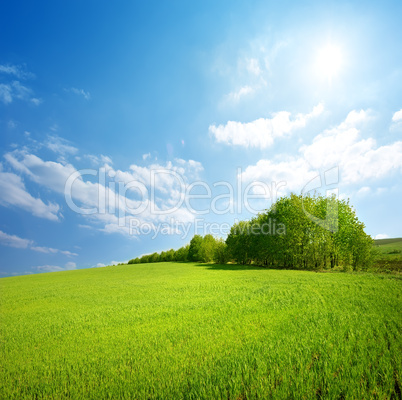 Field of grass and trees