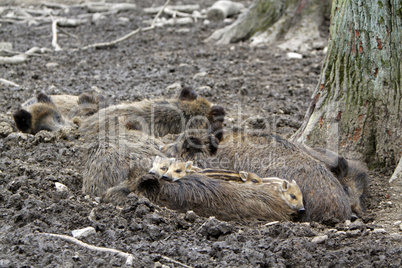 Wildschweinfamilie