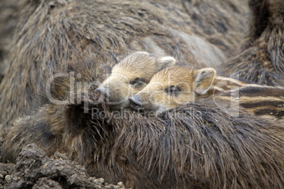 Wildschweinfamilie