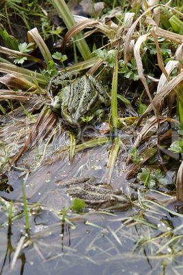 Teichfrosch