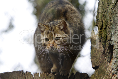 Europäische Wildkatze