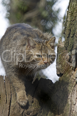 Europäische Wildkatze Europäische Wildkatze