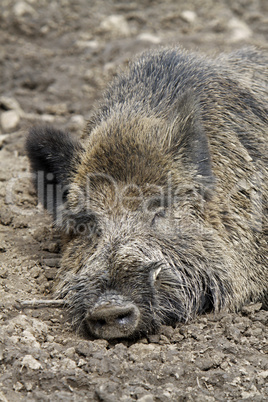 Schlafendes Wildschwein