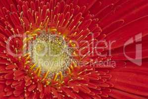 Red Flower in a Tuscan Garde