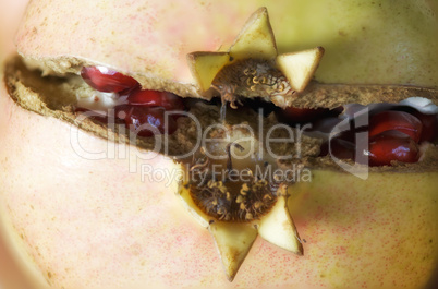 Pomegranate macro with Seeds