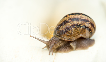 Snail close-up, isolated on white