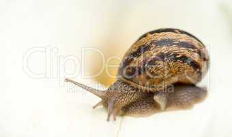 Snail close-up, isolated on white