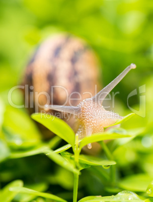 Snail moving on a garden
