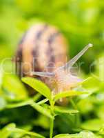 Snail moving on a garden