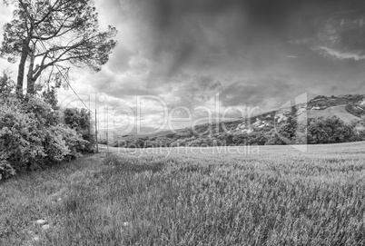 Spring colors of Tuscany - Meadows and Hills at sunset