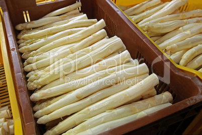 Erntefrischer Spargel