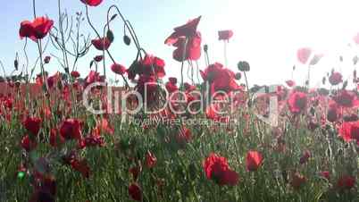 Red poppies and sun