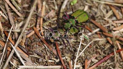 Tiger Beetle - mating