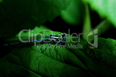 blaue libelle auf blatt