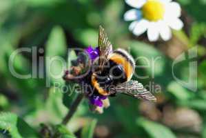 hummel im sommer