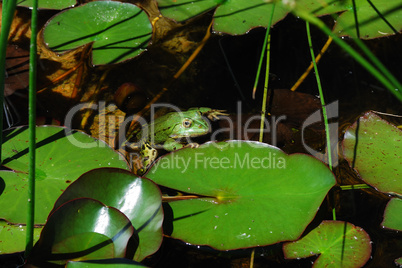 gruener frosch am see