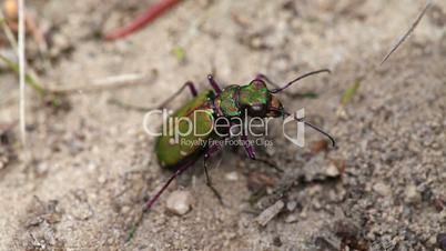 Tiger Beetle laying eggs