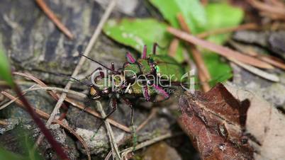 Field Tiger Beetle - mating