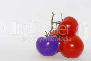 lila tomate