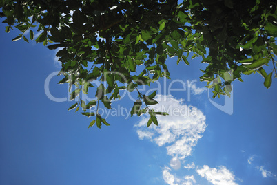 baum himmel und wolken