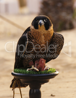 Falcon with meal