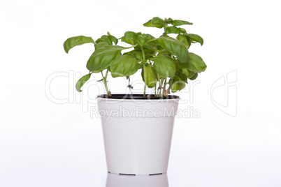 Basil in pot