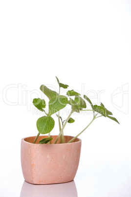 Pumpkin sprouts in a pot