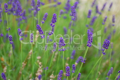 lavendel im sommer