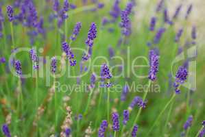 lavendel im sommer