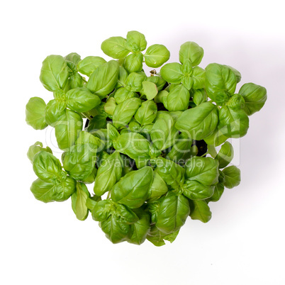 Fresh basil