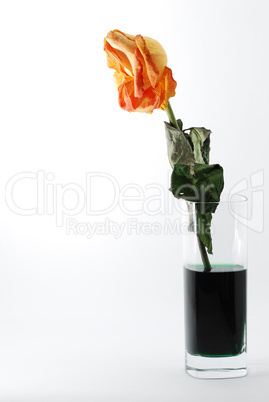 orange rose in einem glas