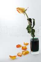 orange rose in einem glas oben