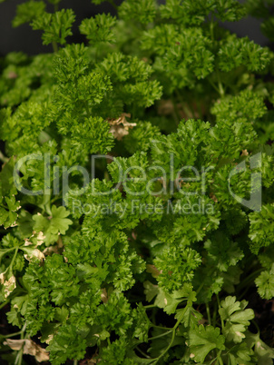 Parsley