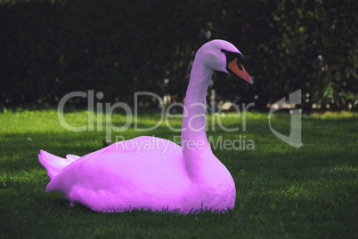 schwan in pink